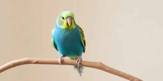 Ein bunter Wellensittich sitzt auf einer Ast.