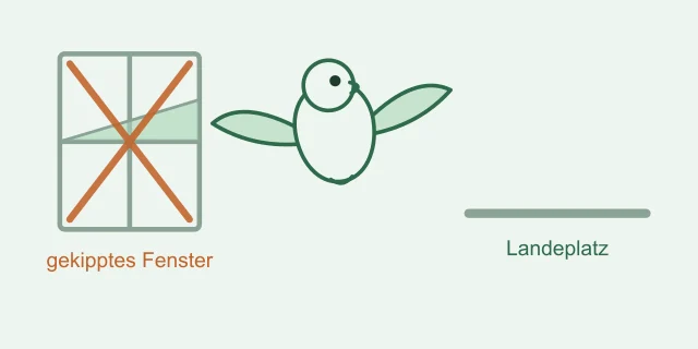 Sittich im Flug zwischen Sitzstange und Fensterbank in einem Wohnraum