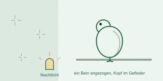Sittich auf einer Sitzstange, Kopf ins Rückengefieder gelegt, ein Bein angezogen