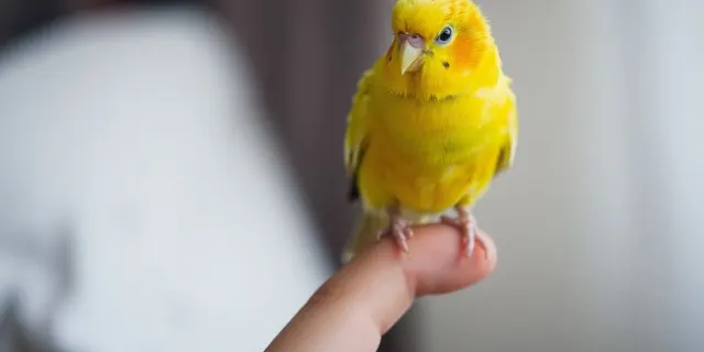 Wellensittich sitzt auf einem Finger in einem hellen Raum.